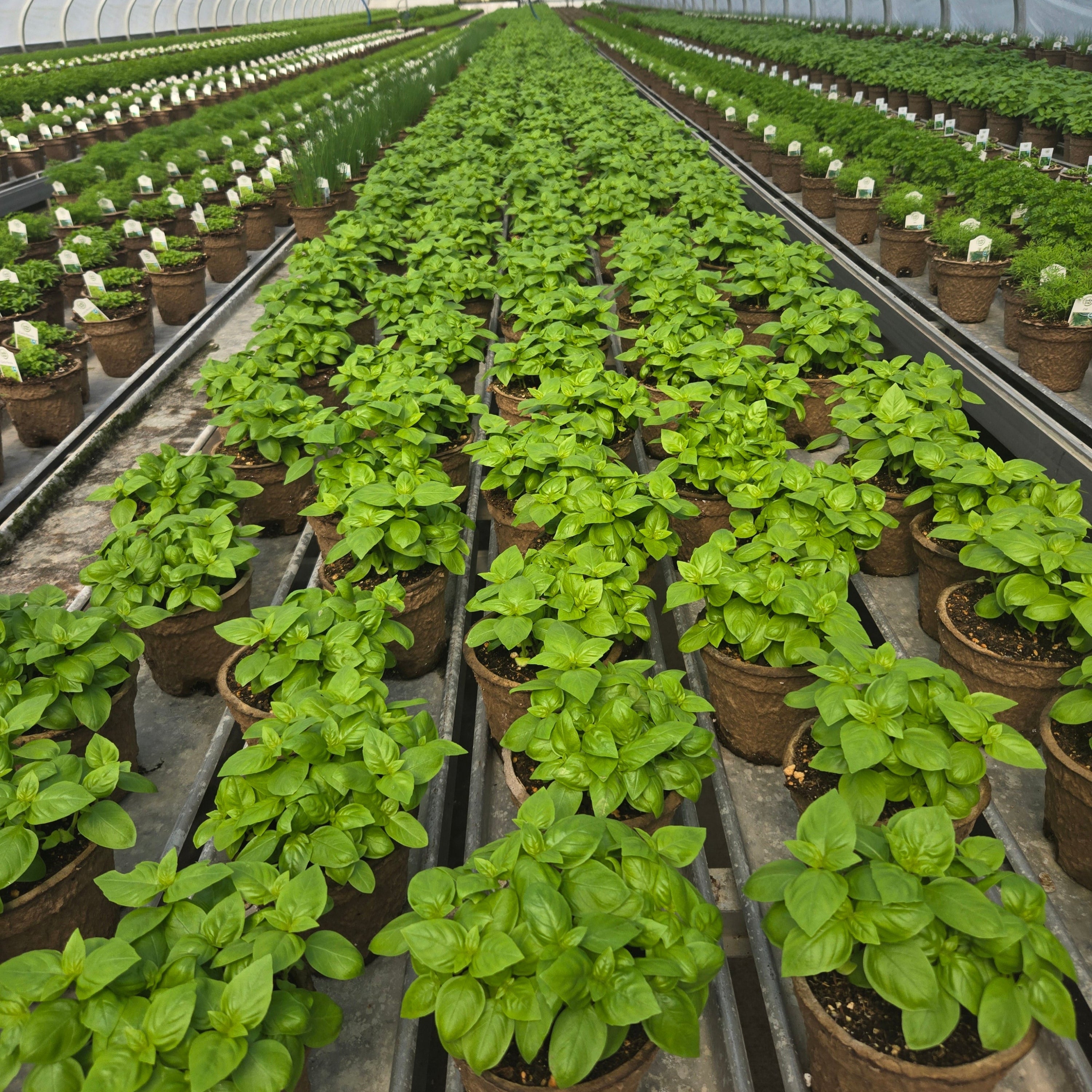 Greens & Herb Seeds Gowan