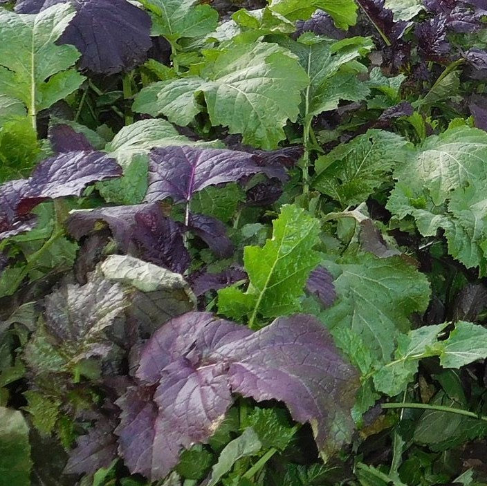 Cover Crop Seeds Gowan