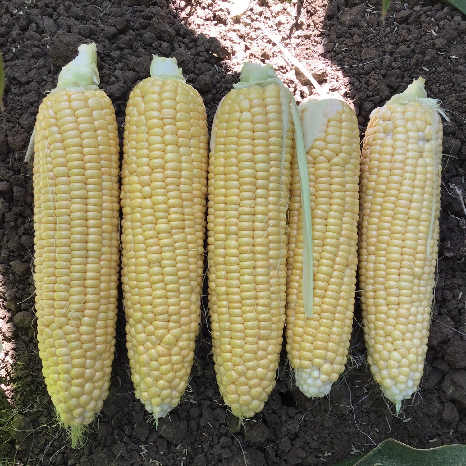Hybrid Supersweet Yellow Corn - XTH1572