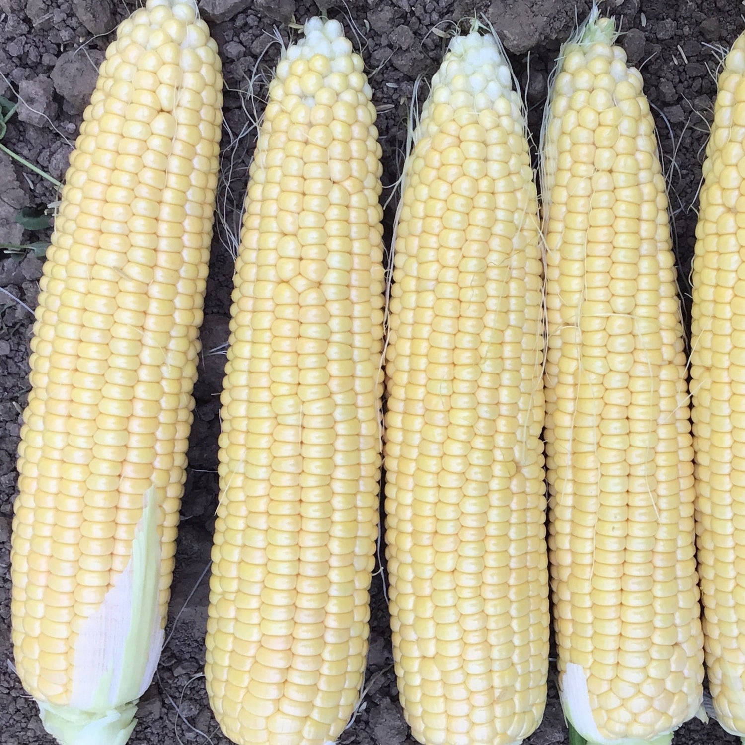 Hybrid Supersweet Yellow Corn - XTH1572