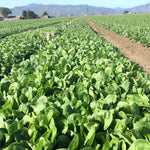 Hybrid Spinach - SV1714VC