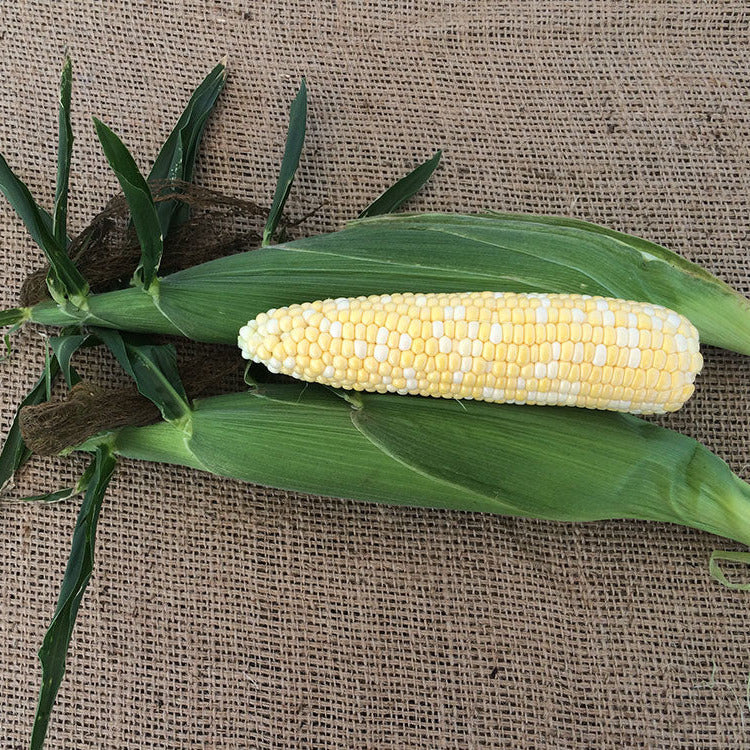 Hybrid Supersweet Bicolor Corn - 2472 XR
