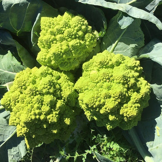 Hybrid Romanesco Cauliflower - 26-701 RZ