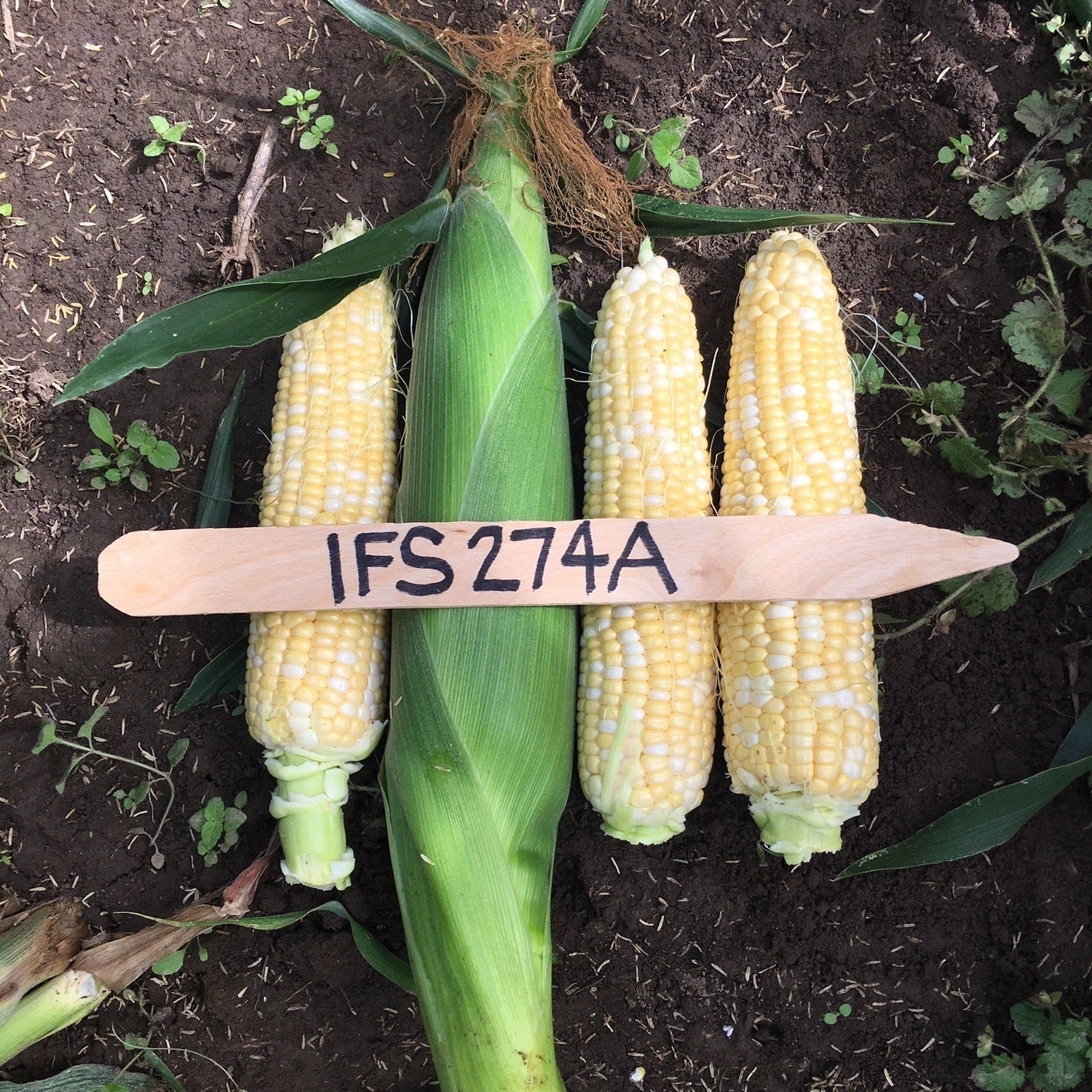 Hybrid Supersweet Bicolor Corn - 274A