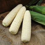 Hybrid Supersweet White Corn - 3572 VX