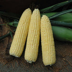Hybrid Supersweet Yellow Corn - 4974 VX