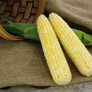 Hybrid Supersweet Bicolor Corn - 8102R Plus