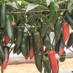Hybrid Jalapeno Pepper - Abasolo