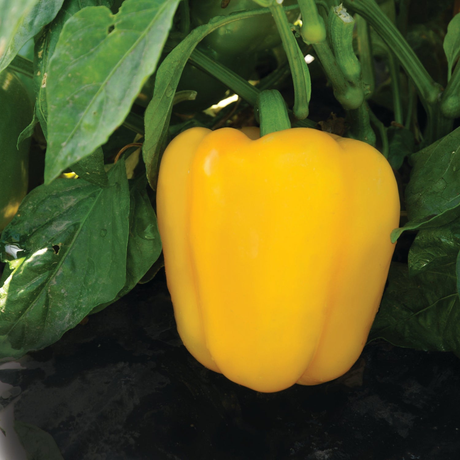Hybrid Yellow Bell Pepper - Abay