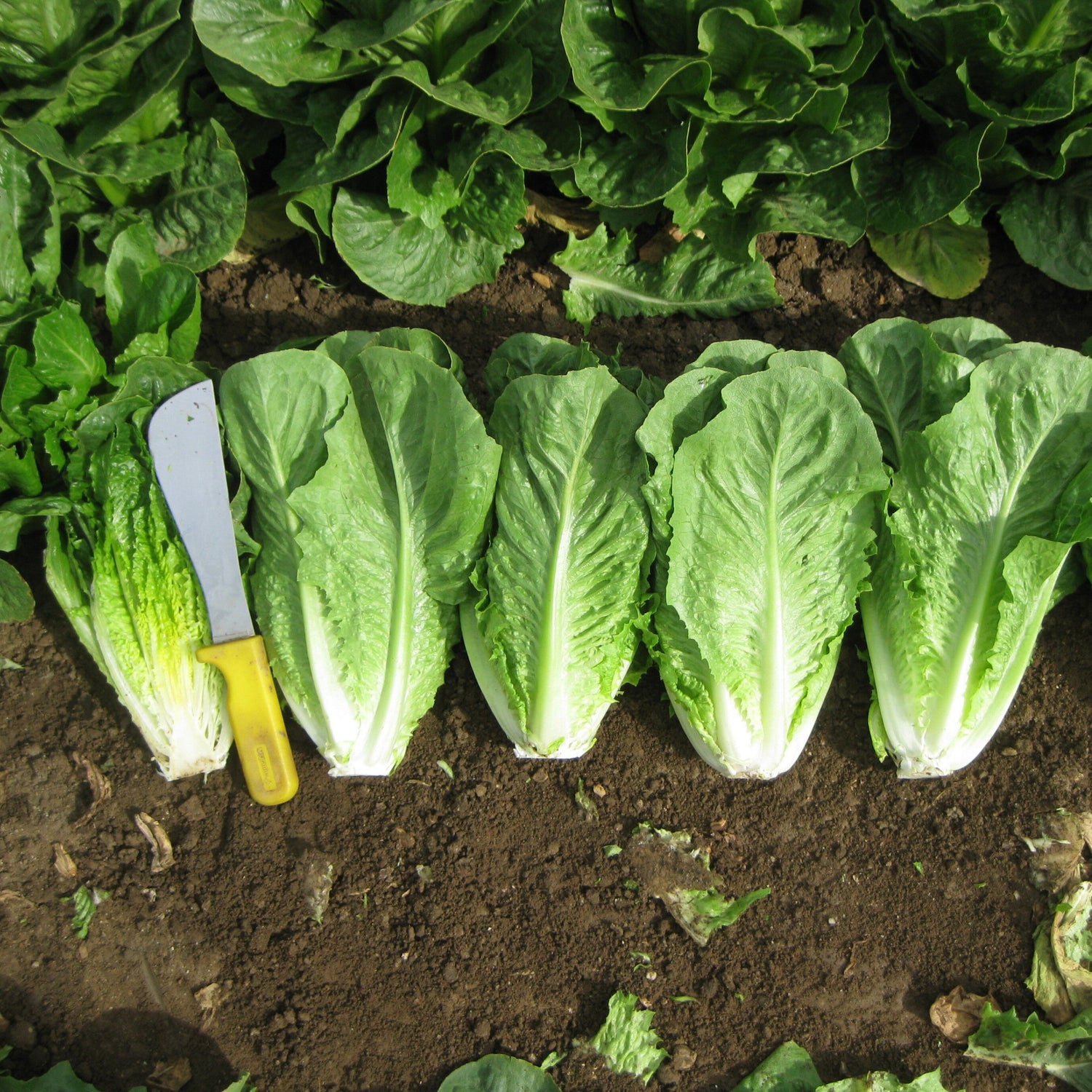 OP Green Romaine Lettuce - Abilene