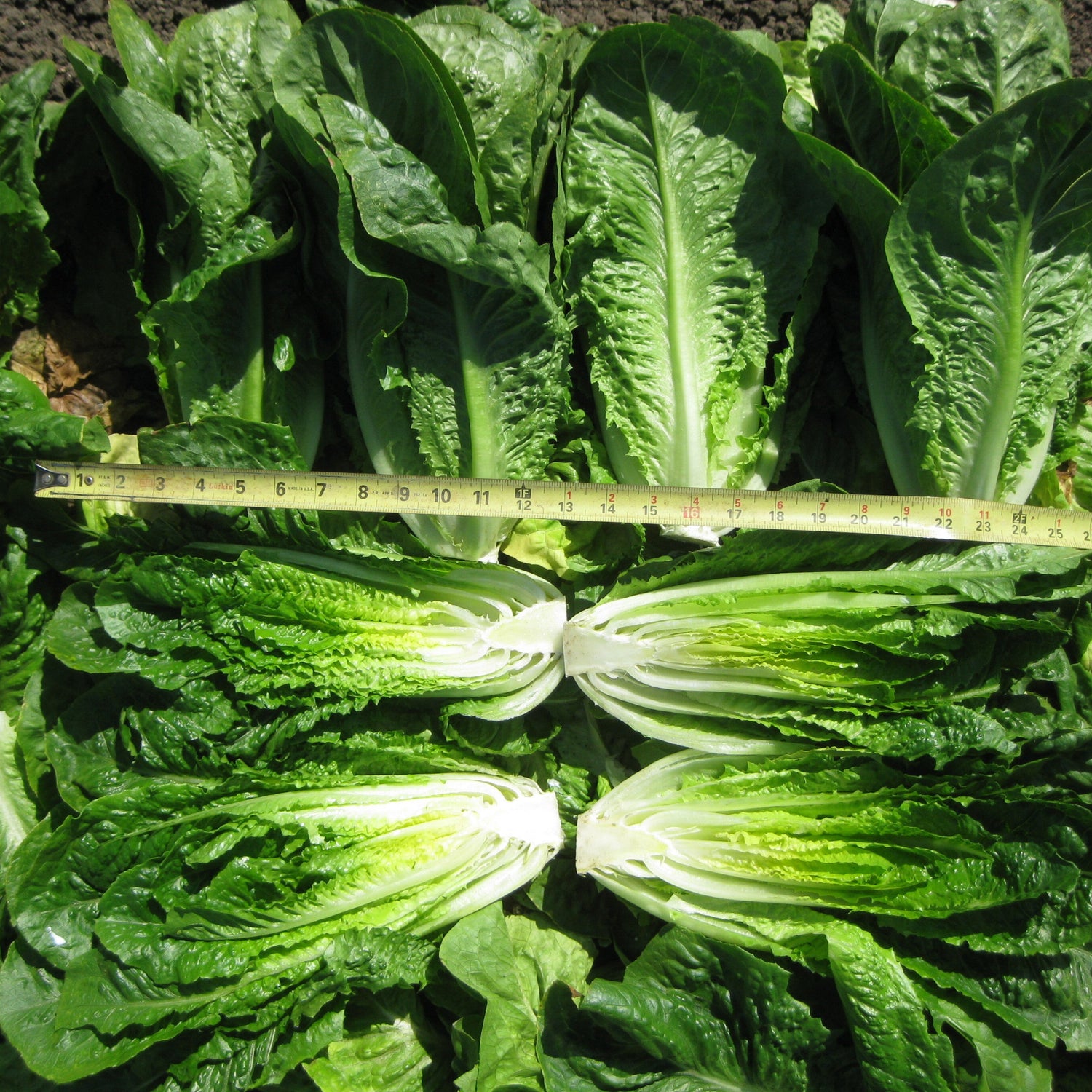 OP Green Romaine Lettuce - Abilene