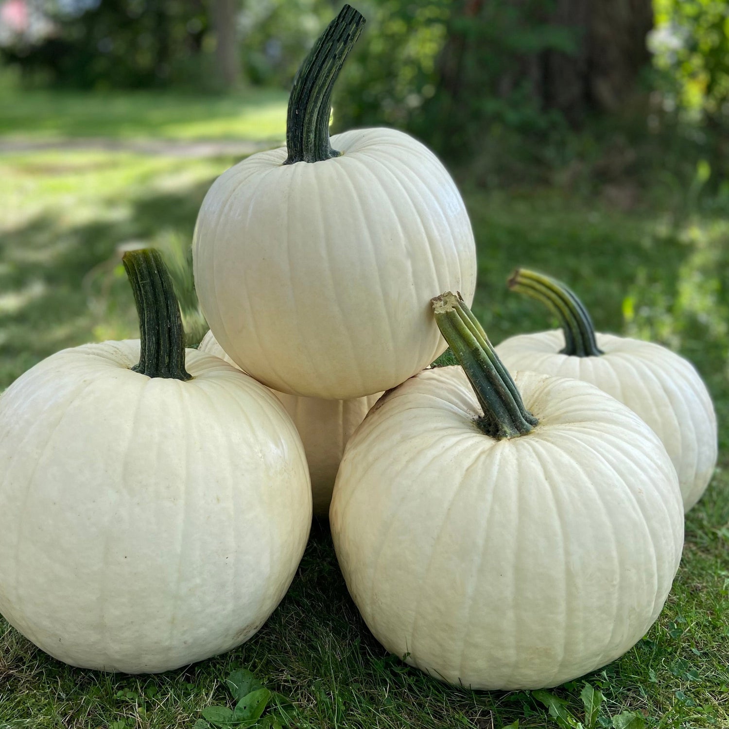 Hybrid White Pumpkin - Abominable