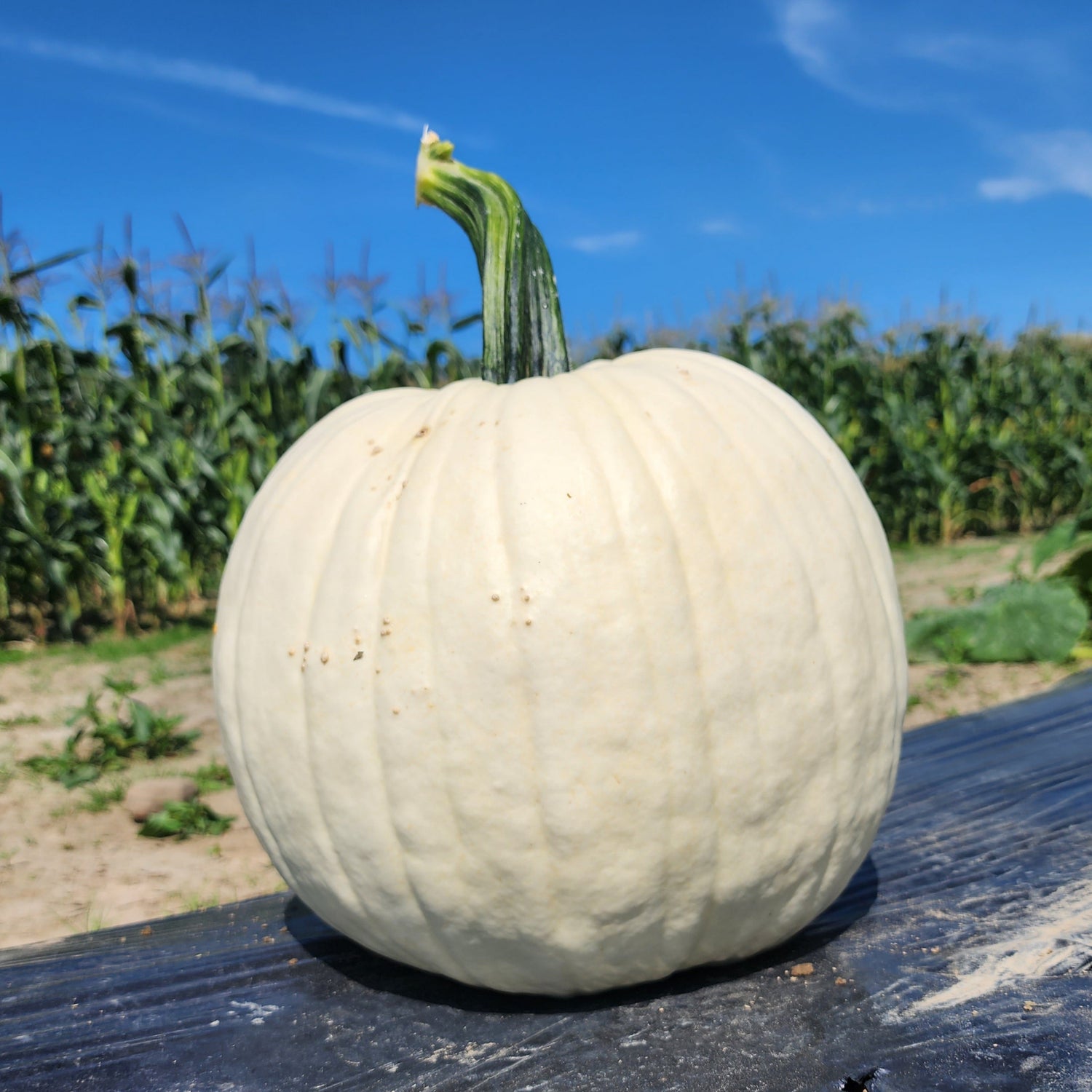 Hybrid White Pumpkin - Abominable