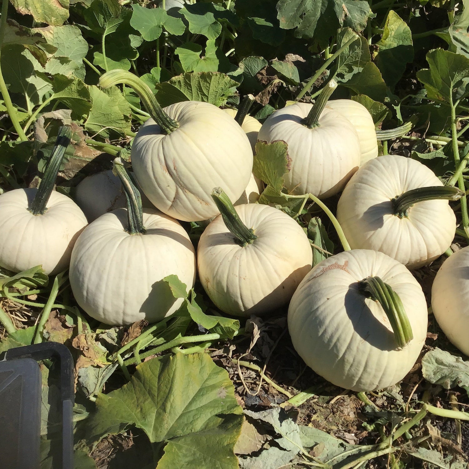 Hybrid White Pumpkin - Abominable