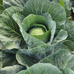 Hybrid Green Cabbage - Accolade