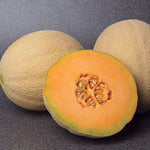 Hybrid Cantaloupe - Accolade