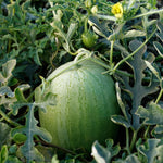 Hybrid In Row Pollenizer (Seeded) Watermelon - Ace Plus
