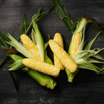 Hybrid Supersweet Bicolor Corn - Agave MXR