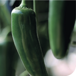 Hybrid Jalapeno Pepper - Ahome