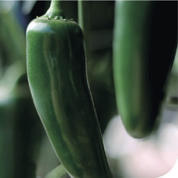 Hybrid Jalapeno Pepper - Ahome