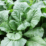 Hybrid Turnip - Alamo