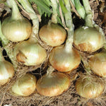 Hybrid Short Day Yellow Onion - Alison