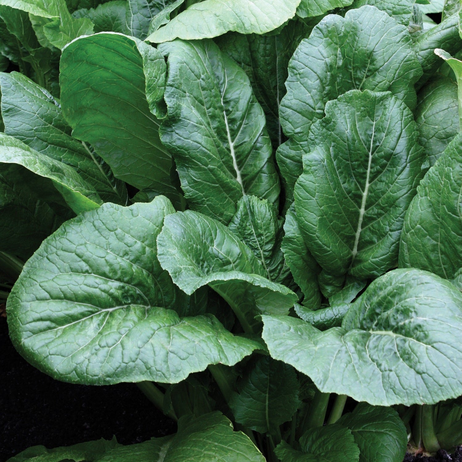 Hybrid Turnip - All Top