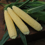 Hybrid Supersweet Yellow Corn - Alliance