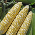 Hybrid Sugar Enhanced Bicolor Corn - Allure