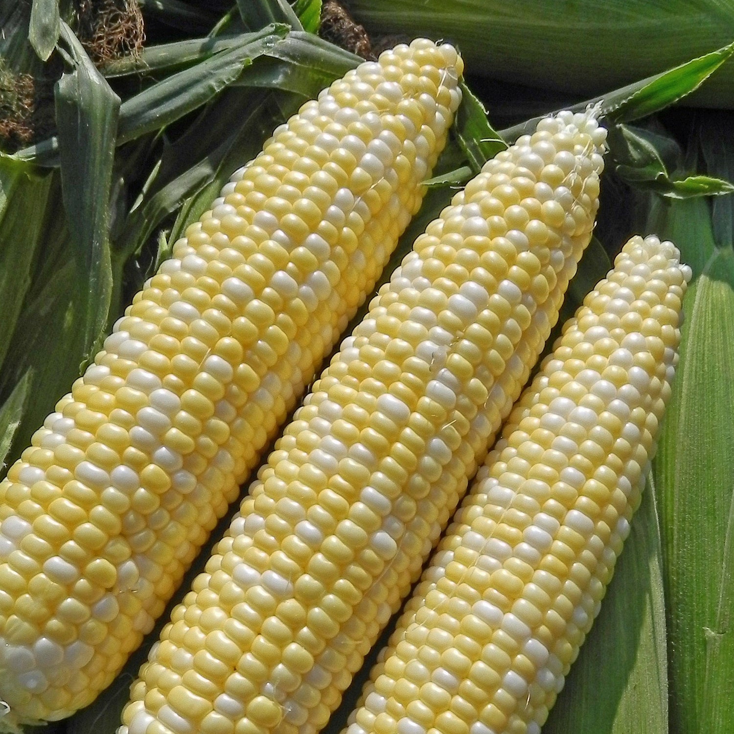 Hybrid Sugar Enhanced Bicolor Corn - Allure