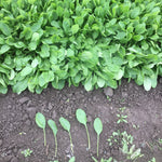 Hybrid Spinach - Amador
