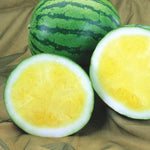 Hybrid Triploid (Seedless) Yellow Flesh Watermelon - Amarillo