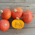 Hybrid Buttercup/Kabocha Squash - Ambermax
