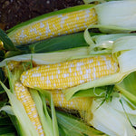 Hybrid Sugar Enhanced Bicolor Corn - Ambrosia