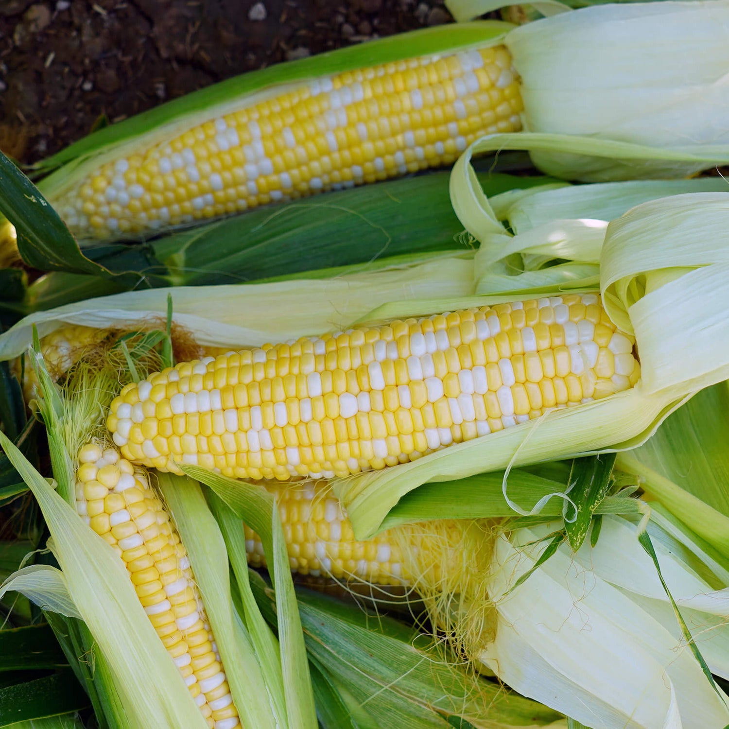 Hybrid Sugar Enhanced Bicolor Corn - Ambrosia