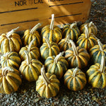 OP Specialty Winter Squash - American Tondo