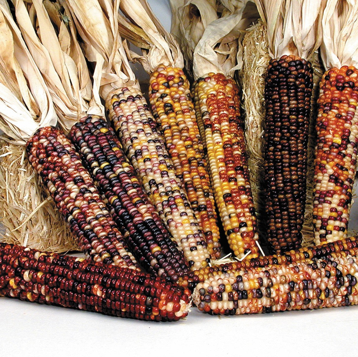 OP Ornamental Corn - American Way