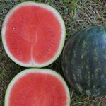 Hybrid Triploid (Seedless) Personal Size Watermelon - Ana