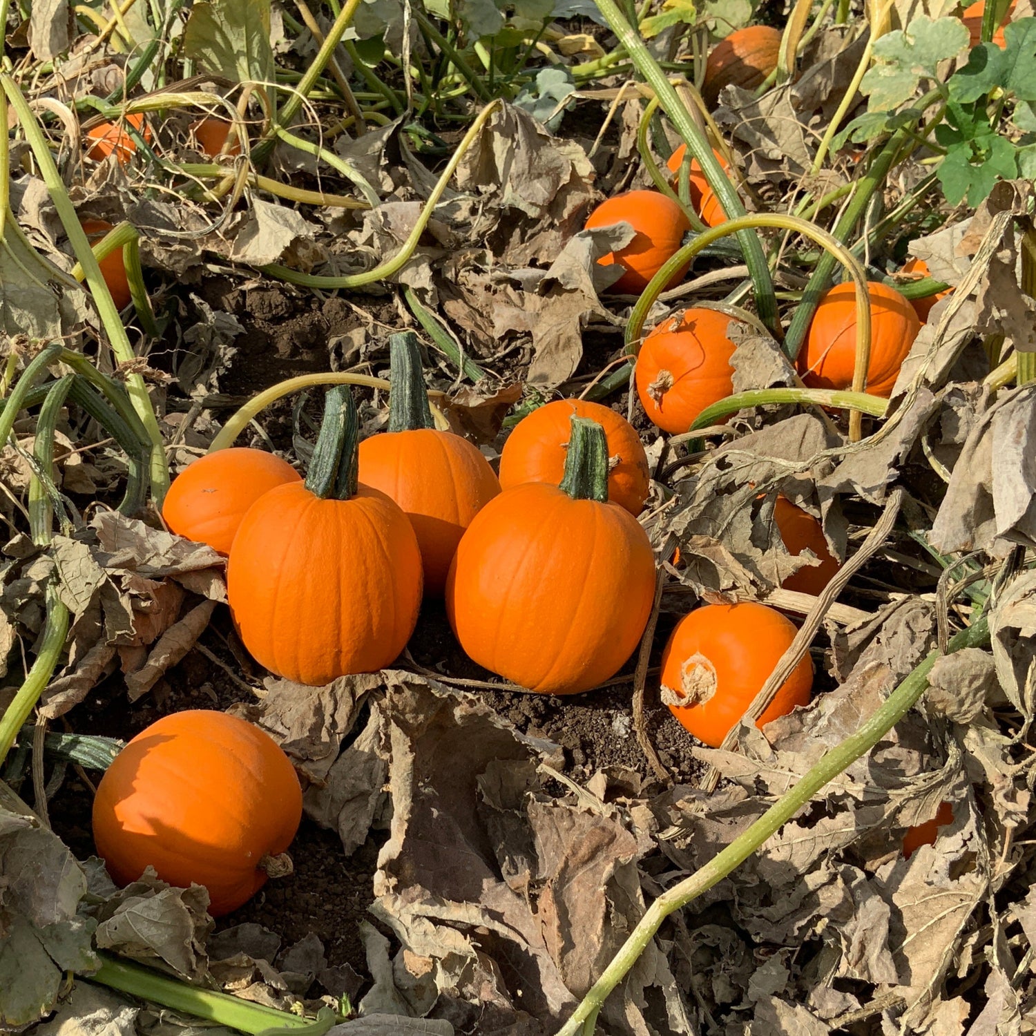 Hybrid Small/Pie Pumpkin - Annabelle