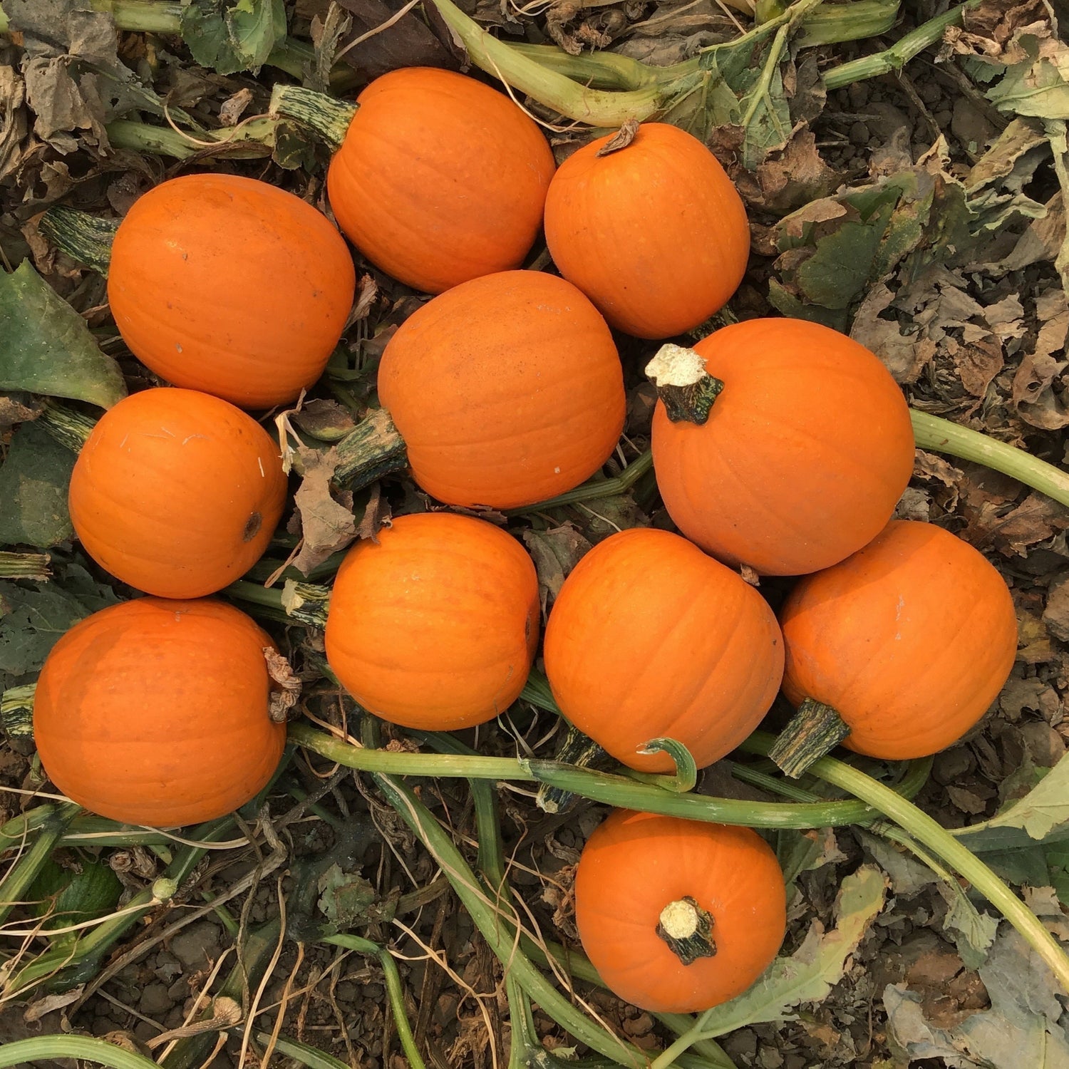 Hybrid Small/Pie Pumpkin - Annabelle