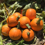 Hybrid Small/Pie Pumpkin - Annabelle