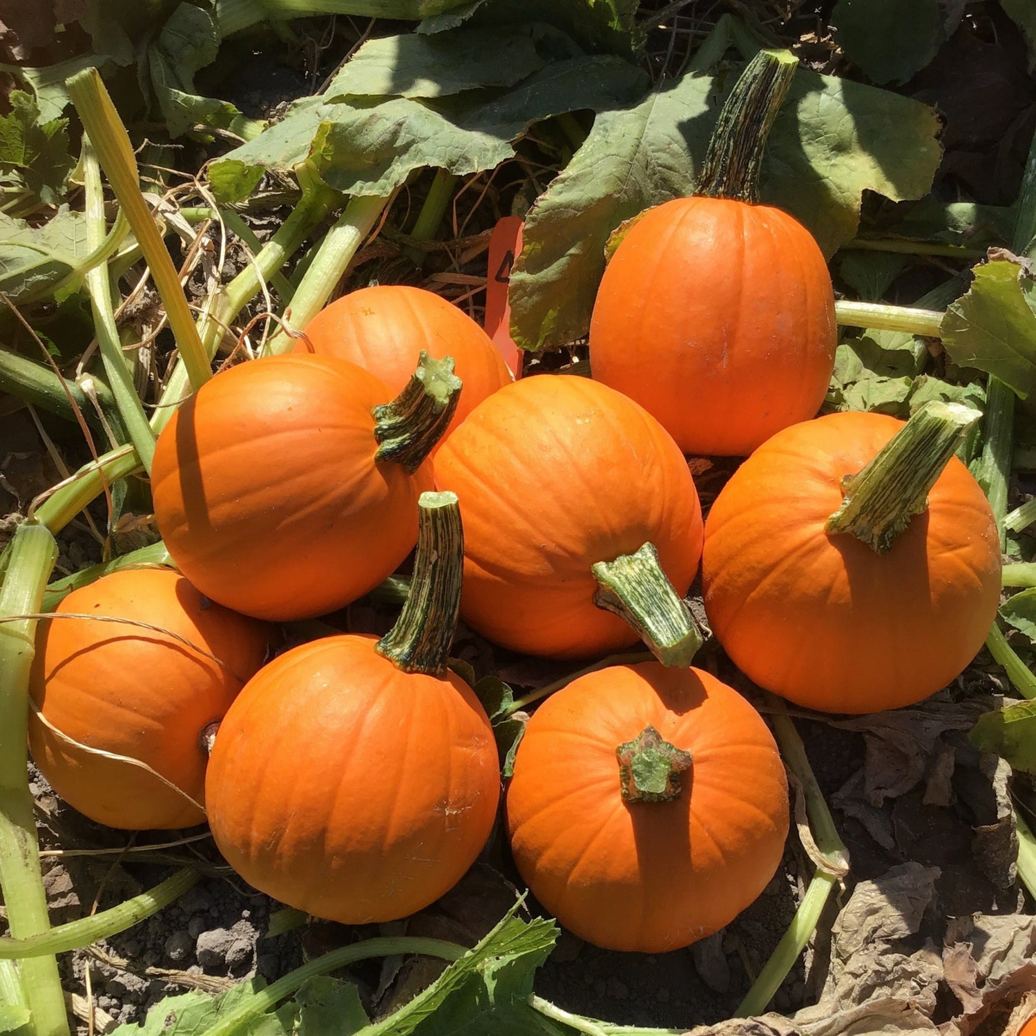 Hybrid Small/Pie Pumpkin - Annabelle