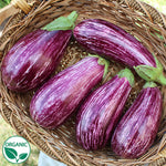 Hybrid Striped Italian Eggplant - Annina