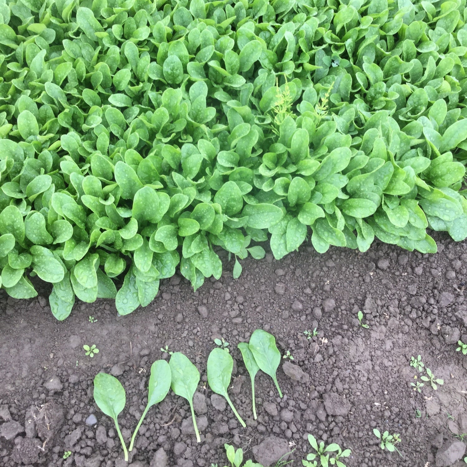 Hybrid Spinach - Apache