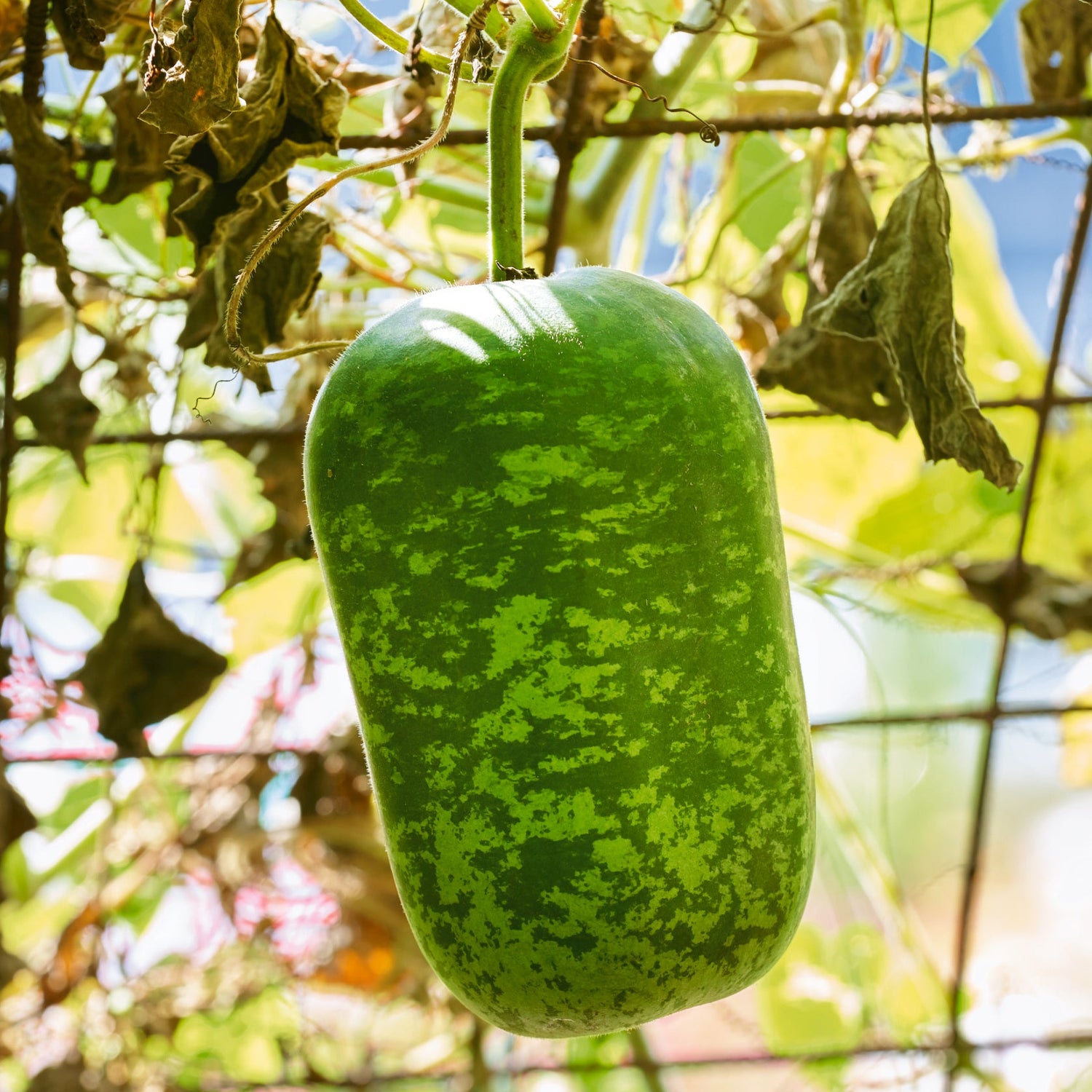 OP Large Gourd - Apple