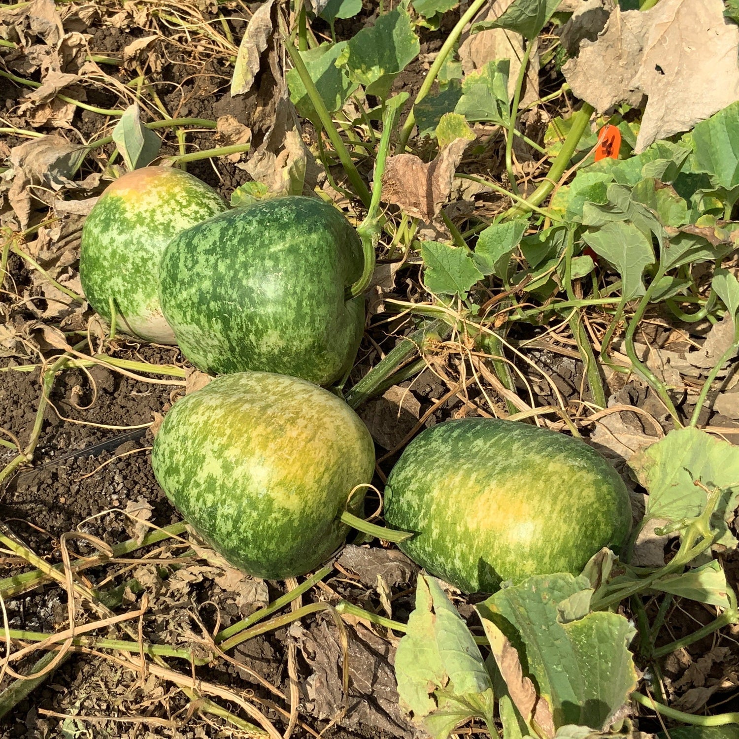 OP Large Gourd - Apple