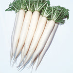 Hybrid Daikon Radish - April Cross