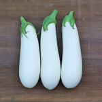 Hybrid White Eggplant - Aretussa RZ