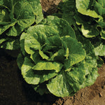 OP Green Romaine Lettuce - Arroyo