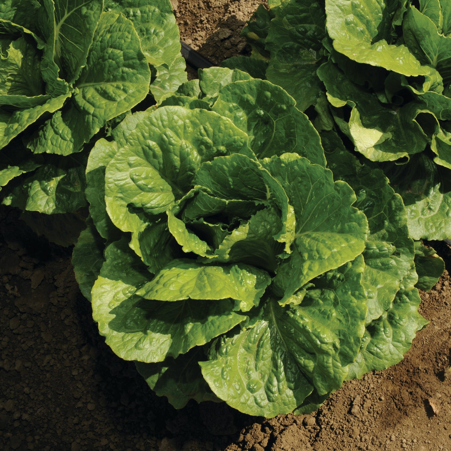 OP Green Romaine Lettuce - Arroyo
